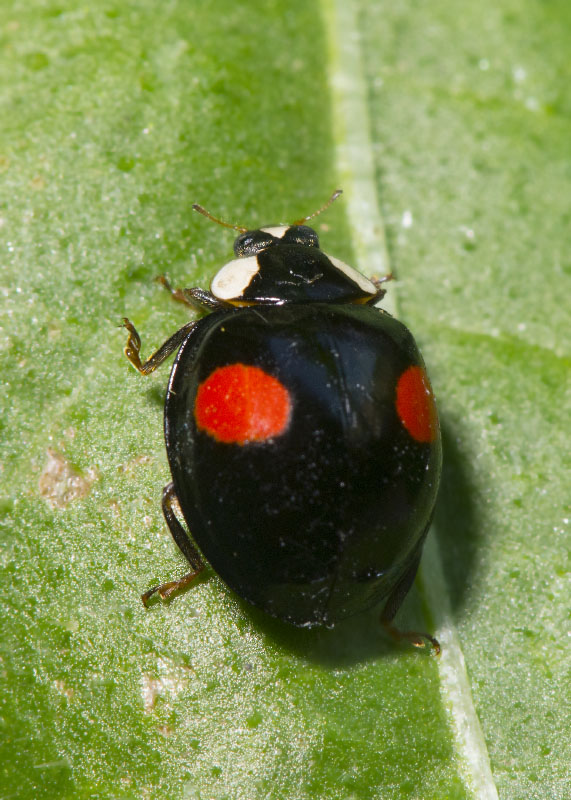 Coccinellidae: Harmonia axyridis